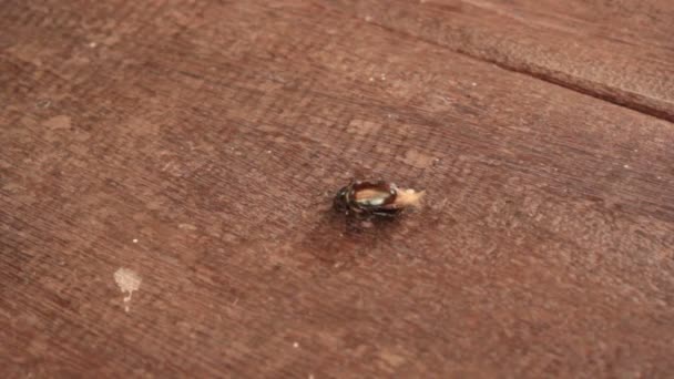 蚂蚁吃昆虫 — 图库视频影像
