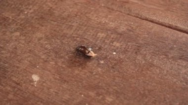 Böcekler karıncalar al 