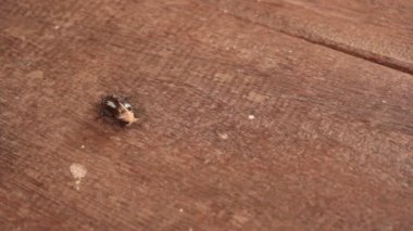 Böcekler karıncalar al 