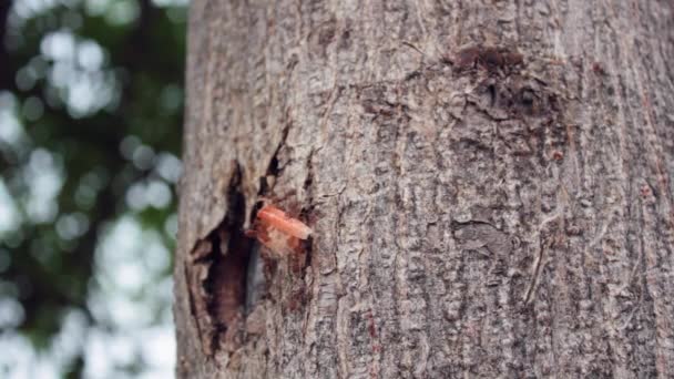 Ameisen tragen Garnelenschalen zurück zum Nest — Stockvideo