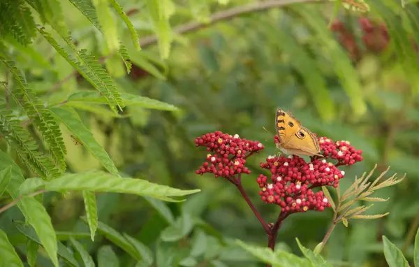 Жовтий метелик на квітку — стокове фото