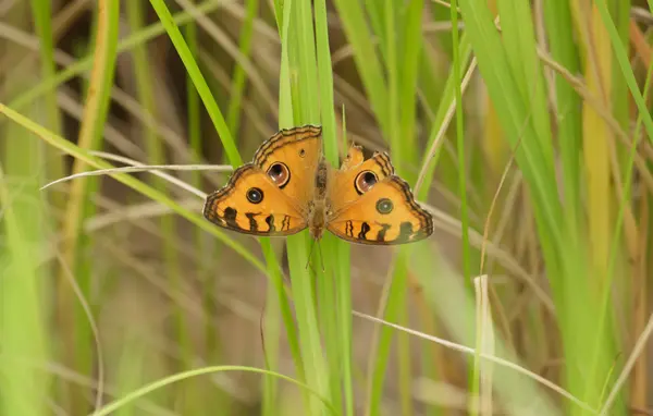 Borboleta amarela — Fotografia de Stock