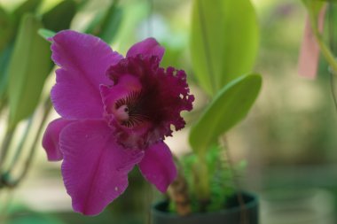 Mor orkide
