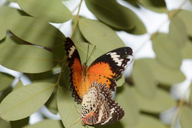 çiftleşme kelebekler