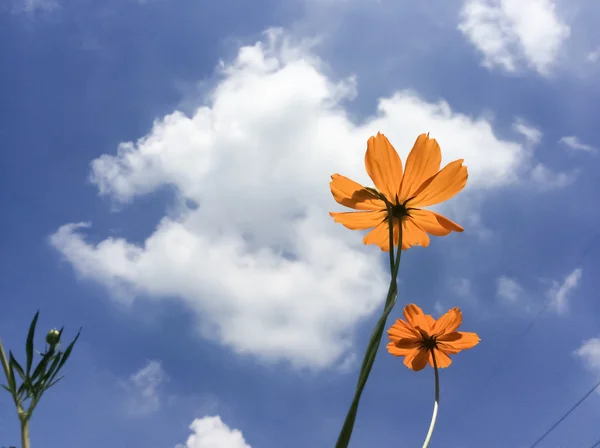 Kosmos kwiat z błękitnego nieba — Zdjęcie stockowe