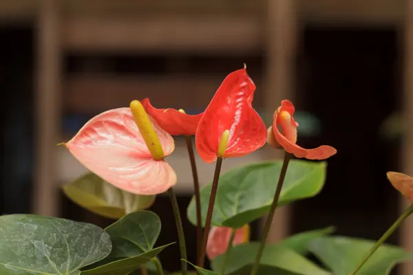 Spadix — Stock Photo, Image