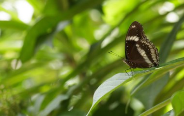 yaprak üzerinde Kelebek
