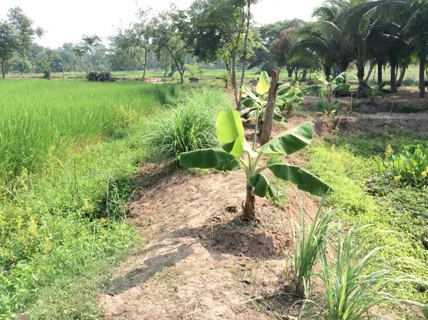 Банановое дерево в полях — стоковое фото