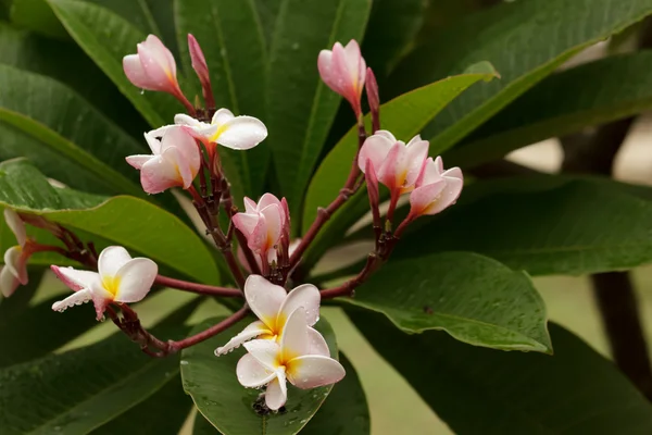 Frangipani a kertben — Stock Fotó