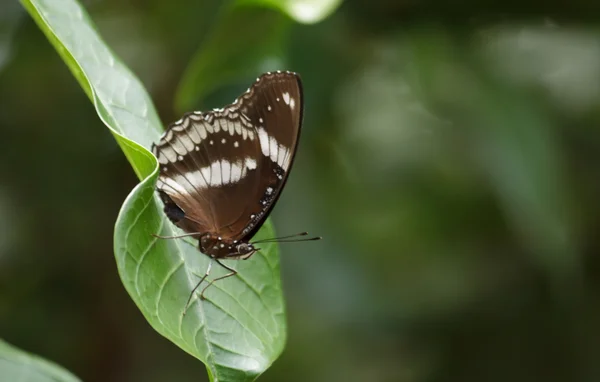 Papillon sur feuille — Photo