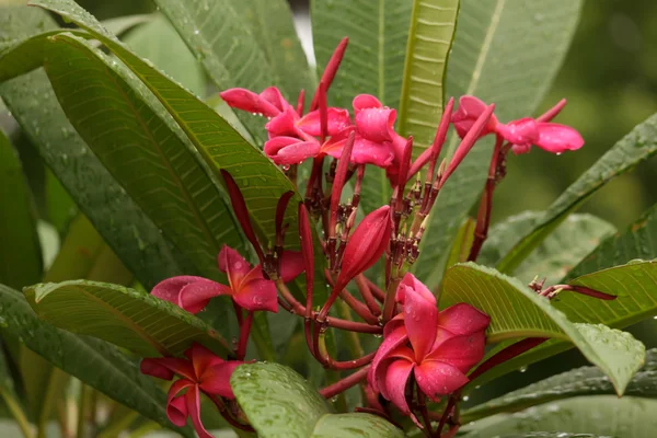 Frangipani a kertben — Stock Fotó