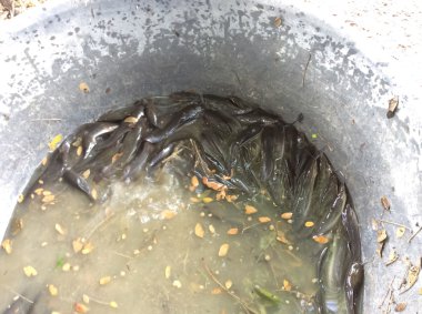 Sepetleri yüzen içinde yayın balığı