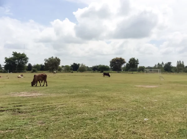 Las vacas comen hierba hierba central — Foto de Stock