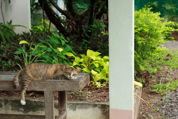 Кот лежит на деревянном стуле — стоковое фото