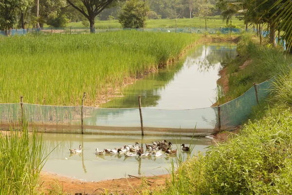 Acabado de pato en arrozales — Foto de Stock