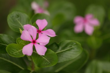 Cape deniz salyangozu
