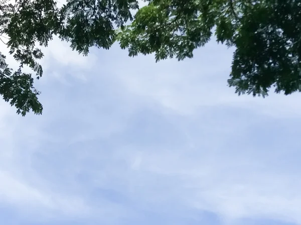 Folhas com céu azul — Fotografia de Stock