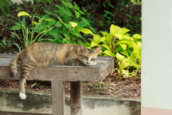 Γάτα ξαπλωμένη σε μια ξύλινη καρέκλα — Φωτογραφία Αρχείου