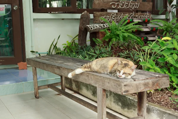 Γάτα ξαπλωμένη σε μια ξύλινη καρέκλα — Φωτογραφία Αρχείου