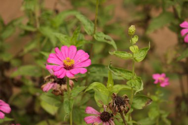 pembe zinnia Bahçe