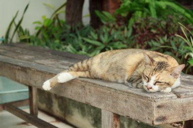Bir tahta sandalyede yalan kedi