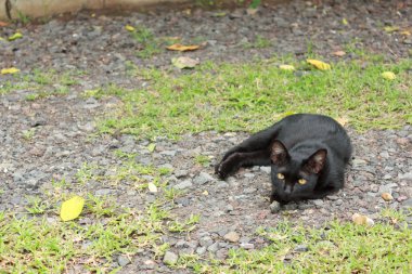 Yerde yatan kara kedi.