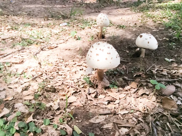 Отруйні гриби — стокове фото