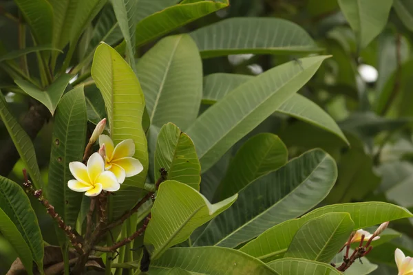 Frangipani w ogrodzie — Zdjęcie stockowe