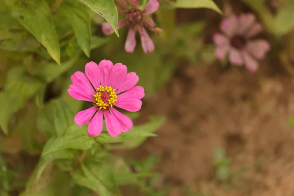 Zinnia rosa en el jardín — Foto de Stock