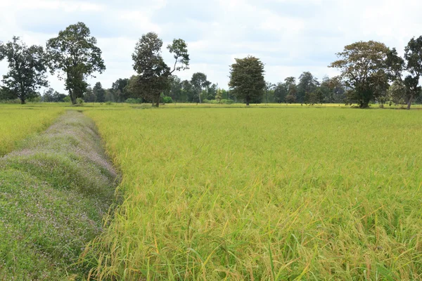 Campos de arroz —  Fotos de Stock