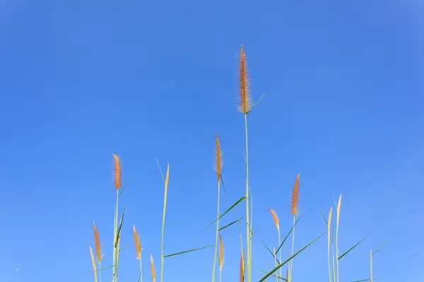 Flower of grass with blue sky — Stock Photo, Image