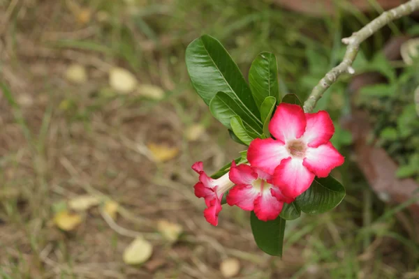 Azalea — Zdjęcie stockowe