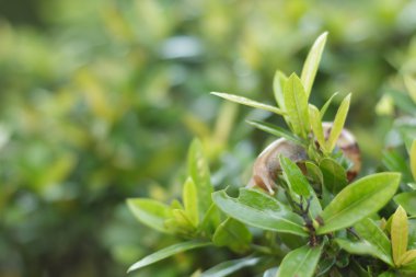 Ağaçtaki salyangoz