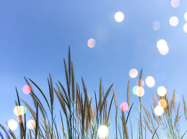 Blume aus Gras mit blauem Himmel — Stockfoto