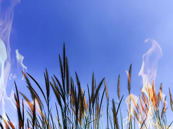 Flower of grass with blue sky — Stock Photo, Image