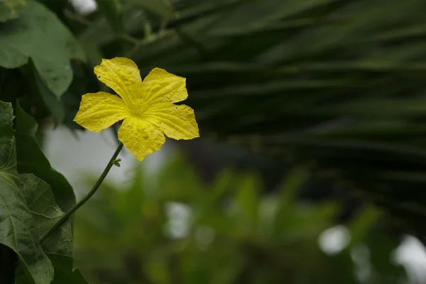 ズッキーニの花 — ストック写真