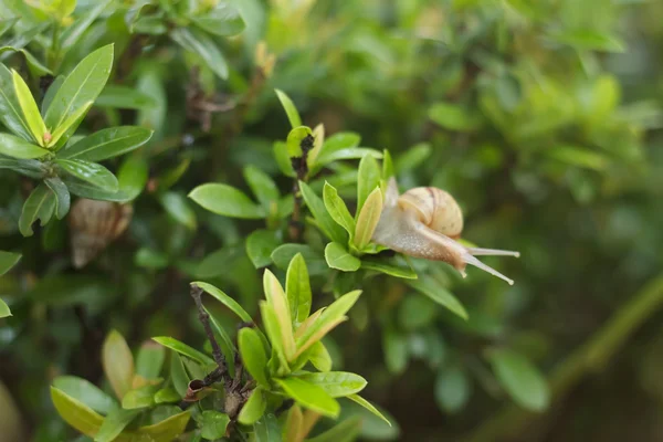 Snail on the tree — Stock Photo, Image