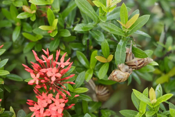 Snail on the tree — Stock Photo, Image