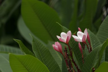 Frangipani