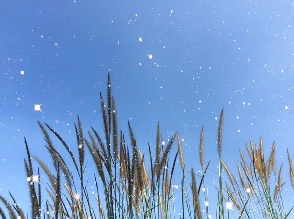 Flor de hierba con cielo azul — Foto de Stock