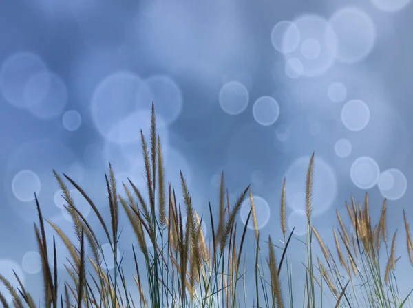 Blume aus Gras mit blauem Himmel — Stockfoto
