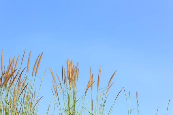 Flower of grass with blue sky — Stock Photo, Image