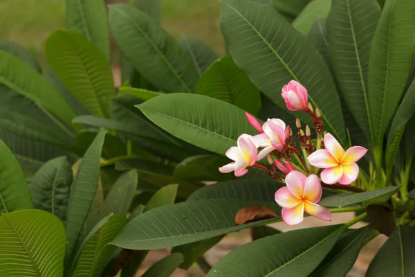 Frangipani — Stockfoto