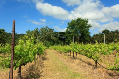 Mavi gökyüzü olan üzüm bağları