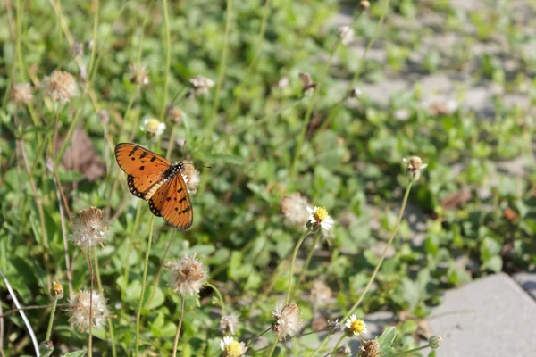 Schmetterling hockt auf einer Blume — Stockfoto