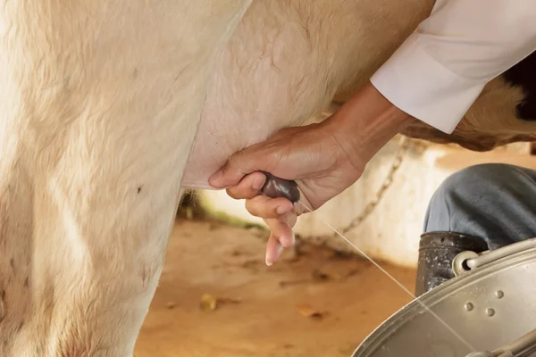Workers are milking the cows by hand. — Stock Photo, Image