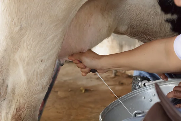 Los trabajadores ordeñan las vacas a mano . — Foto de Stock