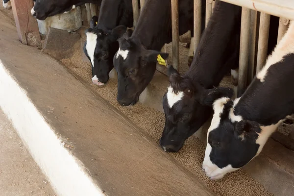 Cows eating food — Stock Photo, Image