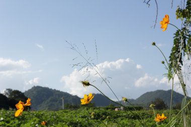 Cosmos çiçek mavi gökyüzü ile