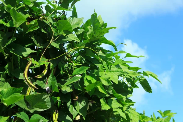 Winged bean with blue sky — Stock Photo, Image